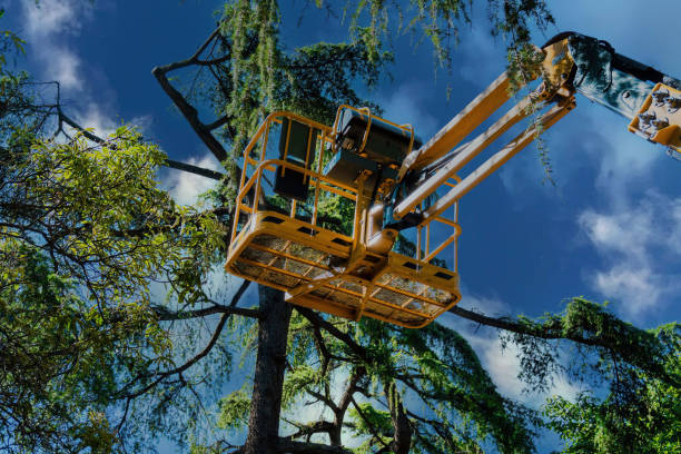 Professional Tree Services in Terryville, NY