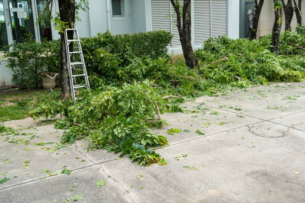 How Our Tree Care Process Works  in  Terryville, NY